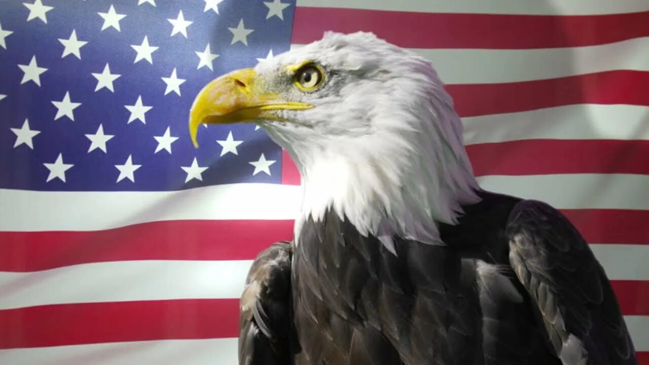 Белоголовый орлан сша. Белоголовый орлан символ сша. Ястреб сша. Американский белоголовый орел. Белоголовый орлан на гербе сша.