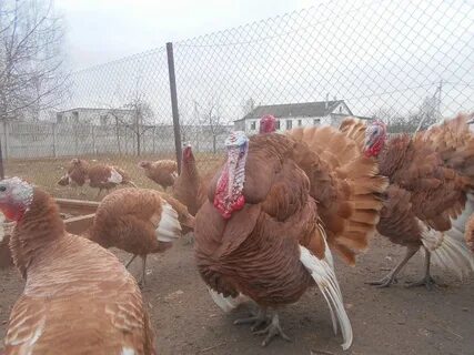 Какой породы индюки