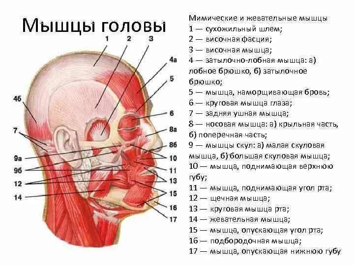 Затылок описание. Мышцы головы и шеи классификация и функция. Жевательные и мимические мышцы лица анатомия. Мышцы и фасции головы анатомия. Строение и функции мышц головы.