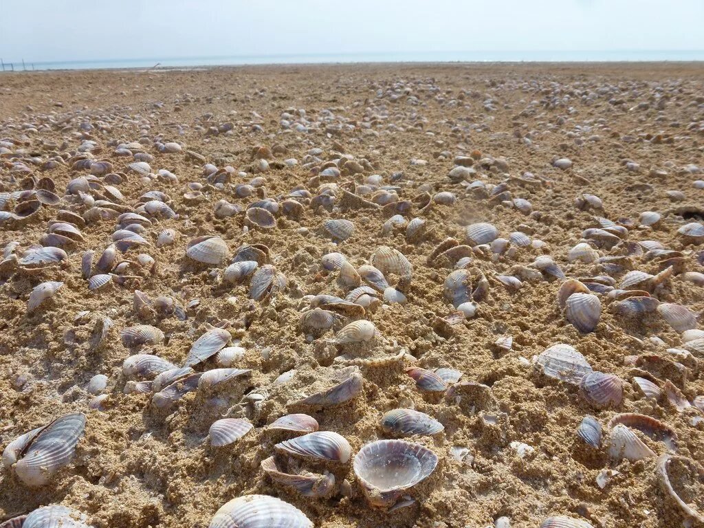 Море в средней азии 4. Каракалпакстан Аральское море. Каракалпакия Аральское море. Пустыня Каракалпакия. Кызылкум Аральское.