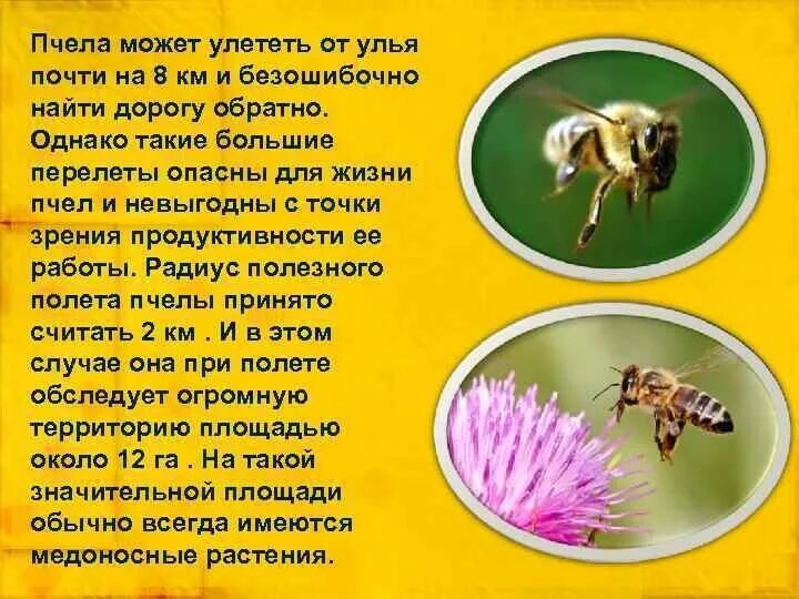 От земли до неба сообщение о пчелах. Факты о пчелах. интересные факты отпчелах. интересное о пчелах. интересные факты из жизни пчел.