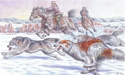Где охота на волка
