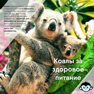 Кармик коала