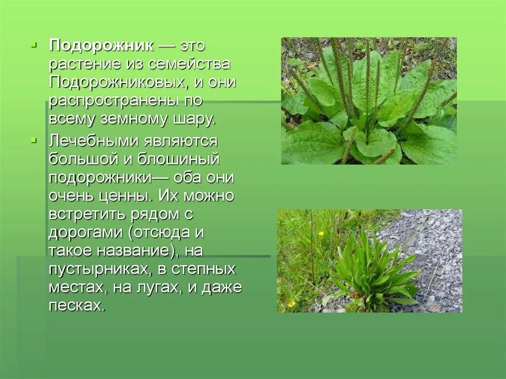 Текст описание подорожника в научном стиле. Подорожник лекарственное растение. Подорожник описание. Подорожник доклад. Подорожник описание растения.