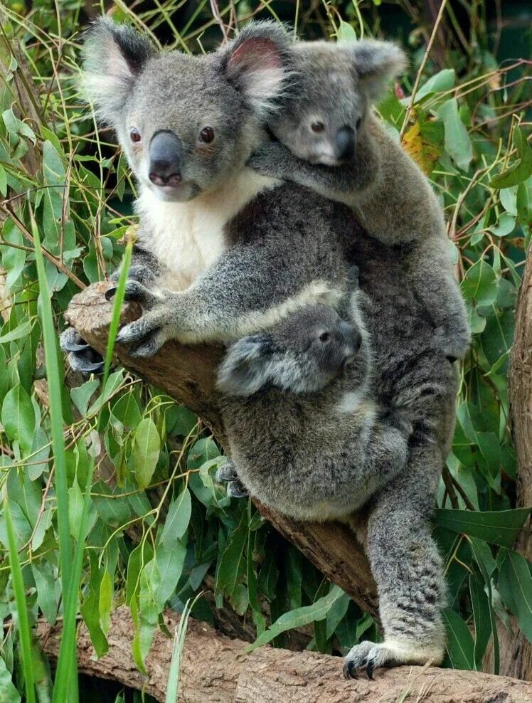 Дикая коала. Коала сумчатое. Сумчатая Панда. Кенгуру и коала. Коала с двумя детенышами.
