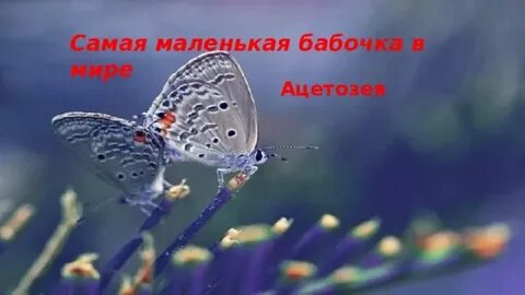 Фото самой маленькой бабочки в мире