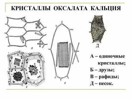 Друзы оксалата кальция