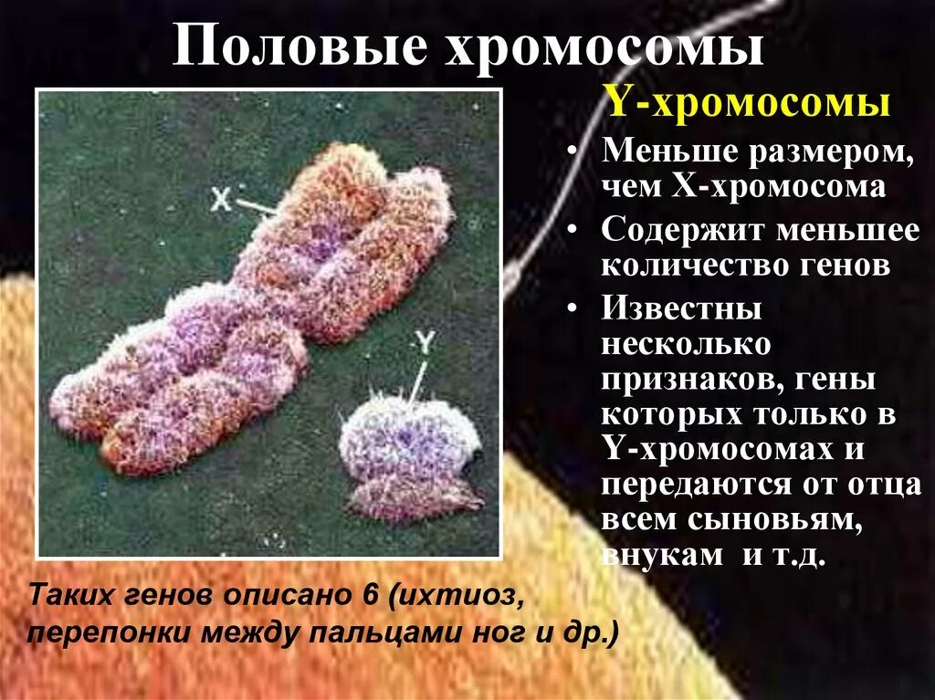 Половые хромосомы петуха