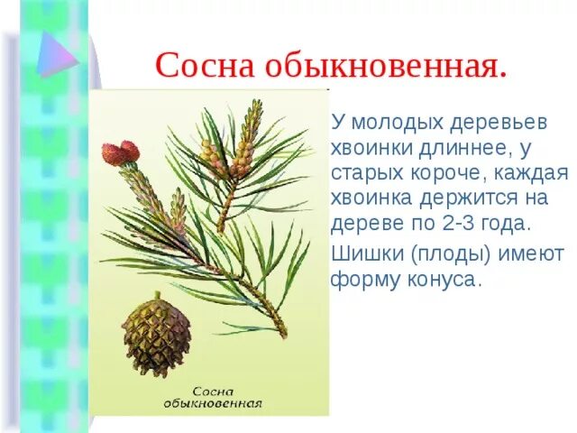 Систематика сосны обыкновенной. Систематика сосны обыкновенной