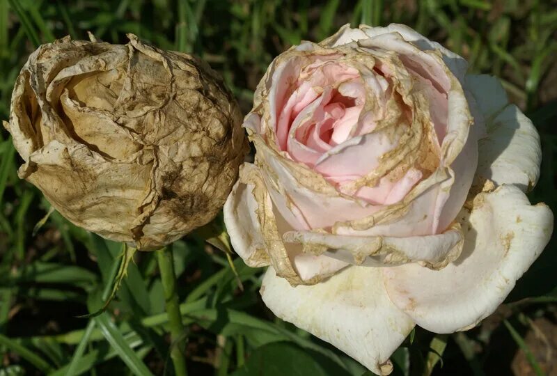 Страдающий цветок. Фузариоз роз. Ботритис на розах. Серая гниль на розах. Серая гниль на розах на бутонах.