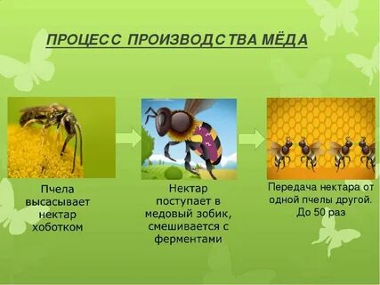 Зачем нужен нектар