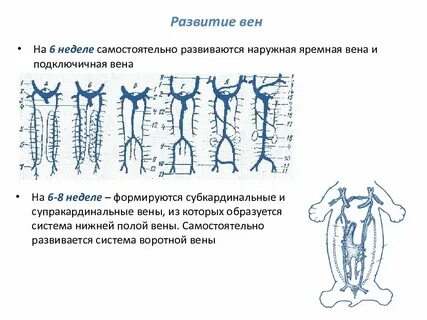 Развитие вен