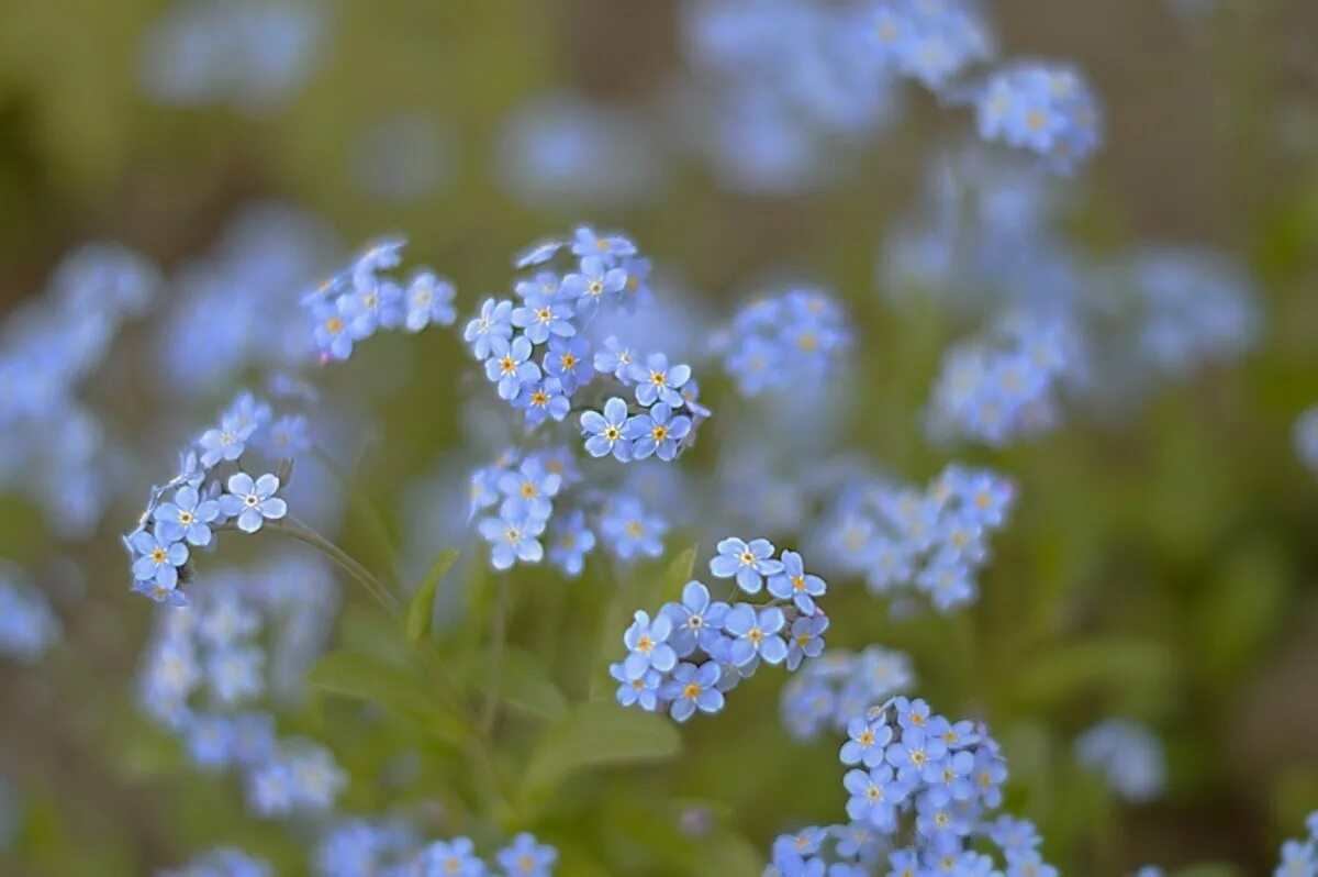 Маленькие незабудки. Незабудка Полевая (Myosotis arvensis). Незабудка Енисейская. Незабудка гибридная. Незабудка Myosotis Myomark.