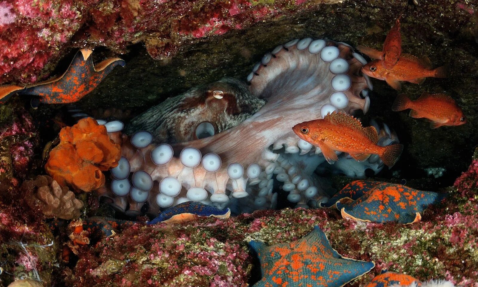 Морской мир россии. Дальневосточный морской заповедник морские моллюски. Дальневосточный морской заповедник морские ракообразных. Баренцево море осьминог. Дальневосточный морской заповедник дно.