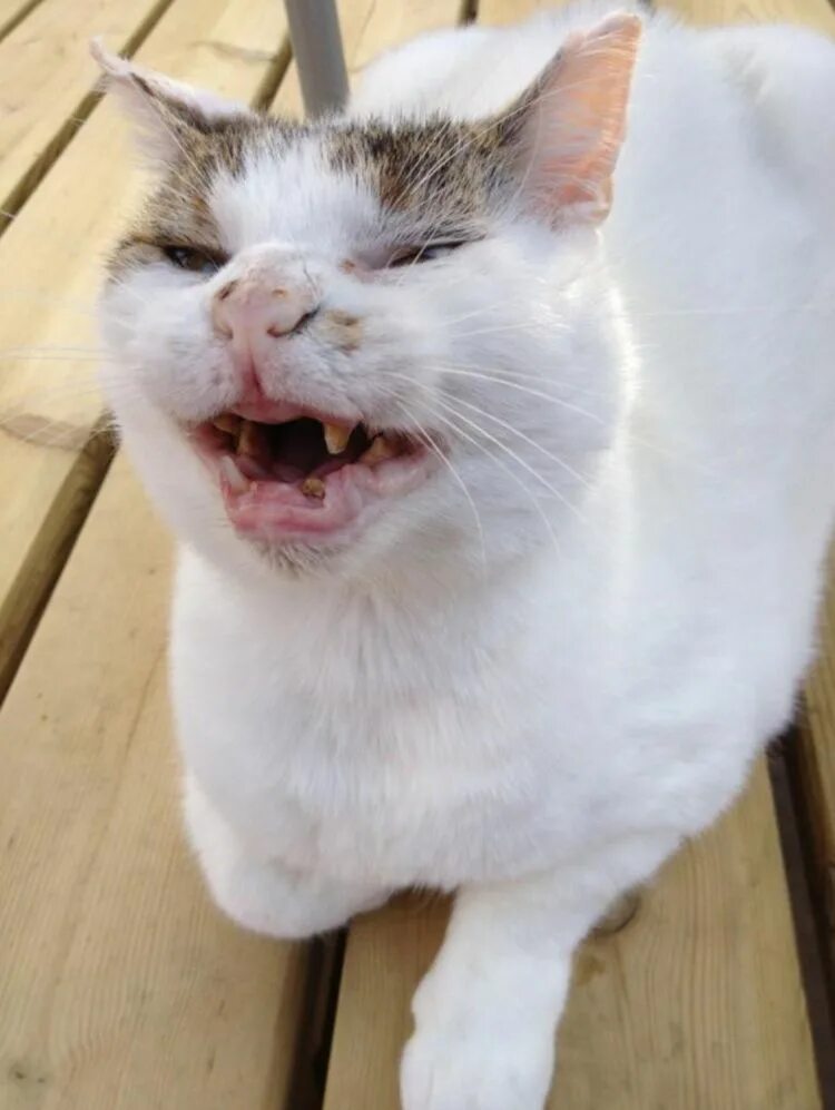 Кот чихает много раз. Кот чихает. котенок чихает. чихающие коты. кот чихнул.