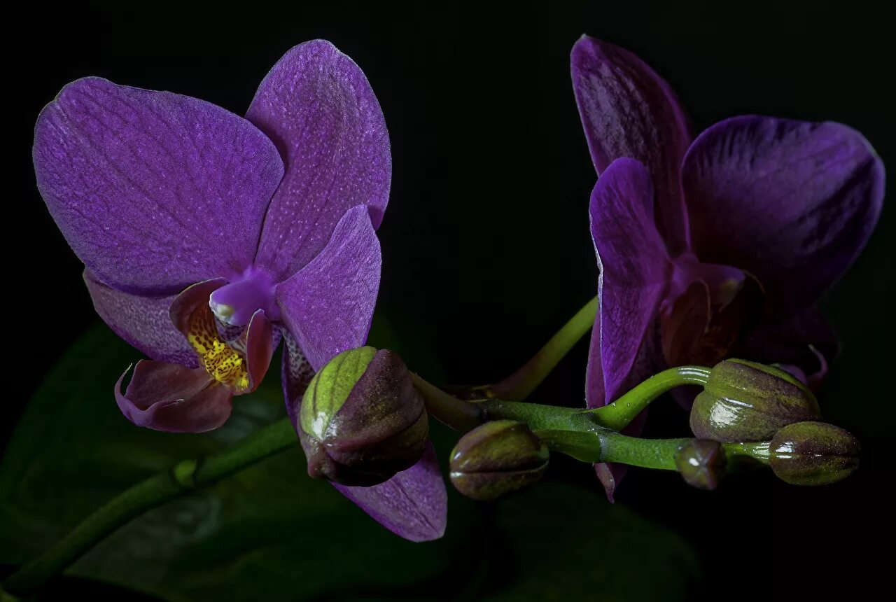 Macro photo of purple blooming orchid free image download