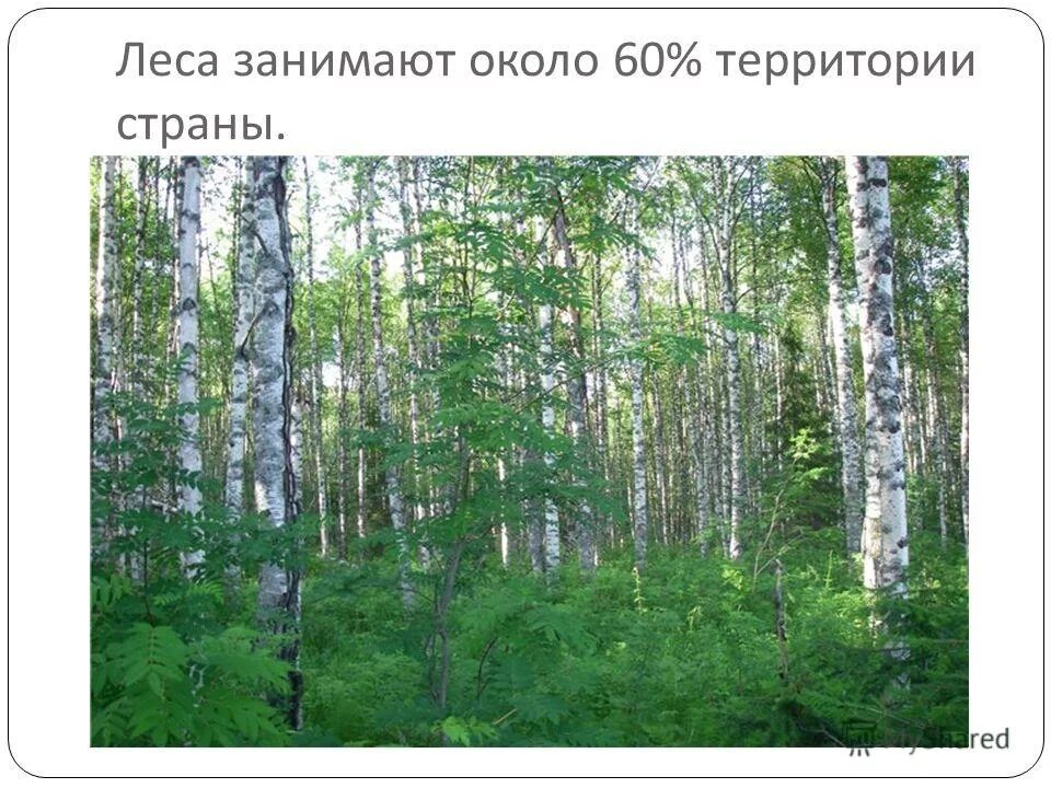 леса занимают 6 10 территории страны