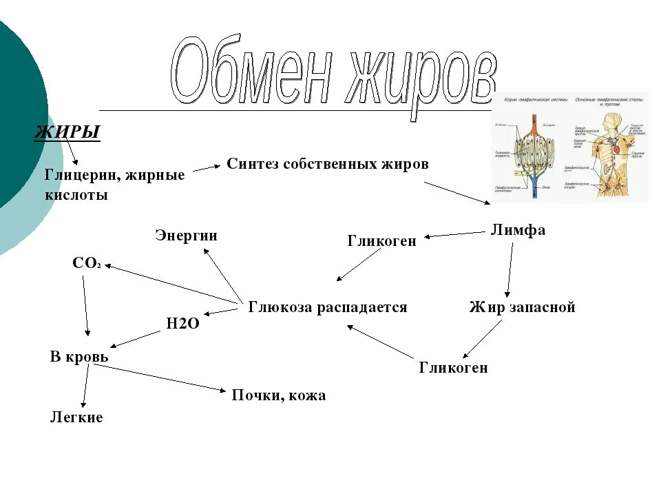 Последовательность процесса обмена жиров в организме человека. Схема обмена белков жиров и углеводов в организме человека. Схема обмена веществ жиров. Обмен жиров схема 8 класс. Обмен углеводов схема 8 класс.