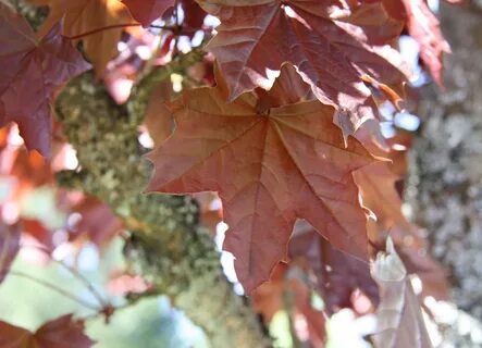 Leaves king
