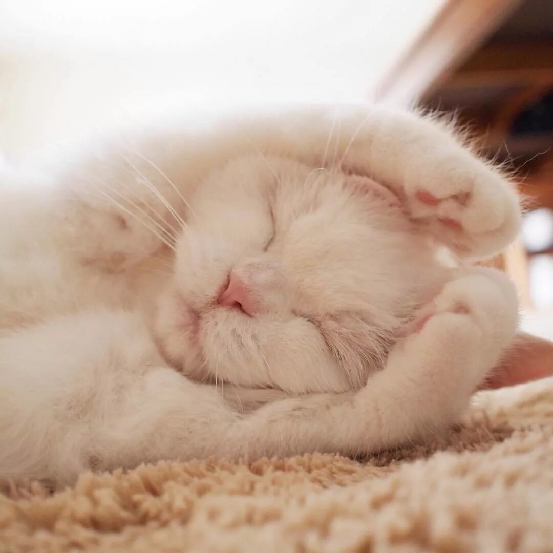 Милый брила. Кот проснулся. Сладких снов котик. Сладких снов кошечка.