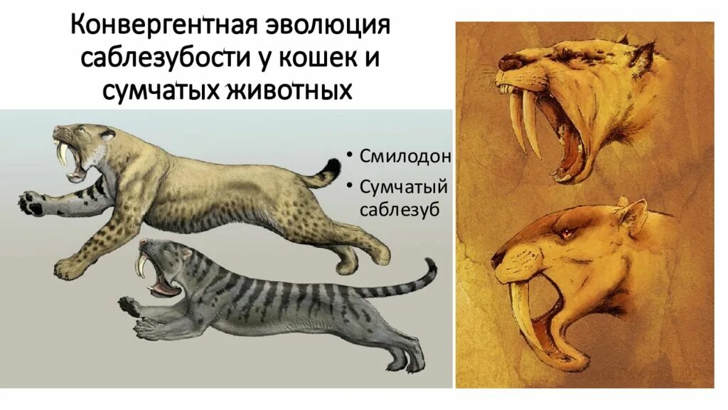 Эволюционные изменения млекопитающих. Дивергенция конвергенция параллелизм. Сумчатые Смилодон. Сумчатый волк конвергенция. Конвергентная Эволюция.