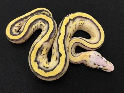 Python frozen