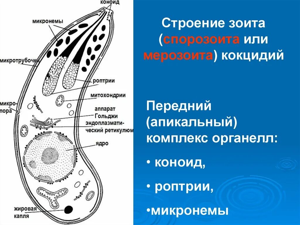 Коноид это. Апикомплексы Споровики. Споровики простейшие строение. Споровики строение малярийный плазмодий. Малярийный плазмодий строение клетки.