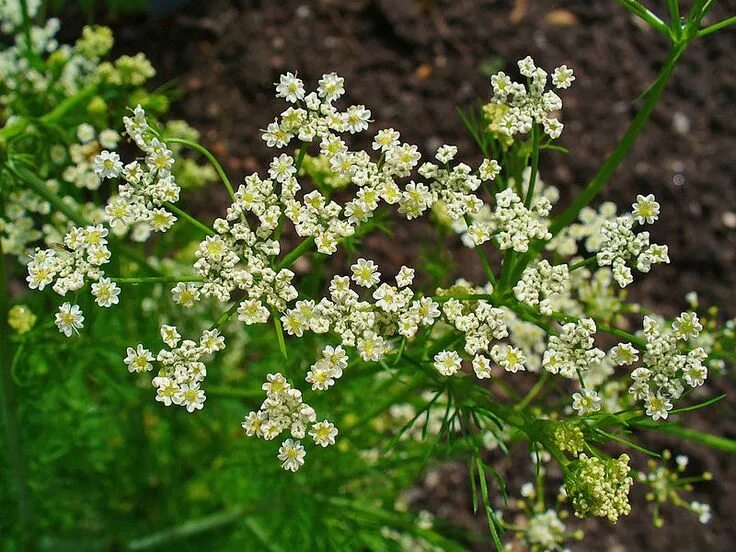The Spice Series: Caraway Seeds Herbs, Vegetable seed, Medicinal plants