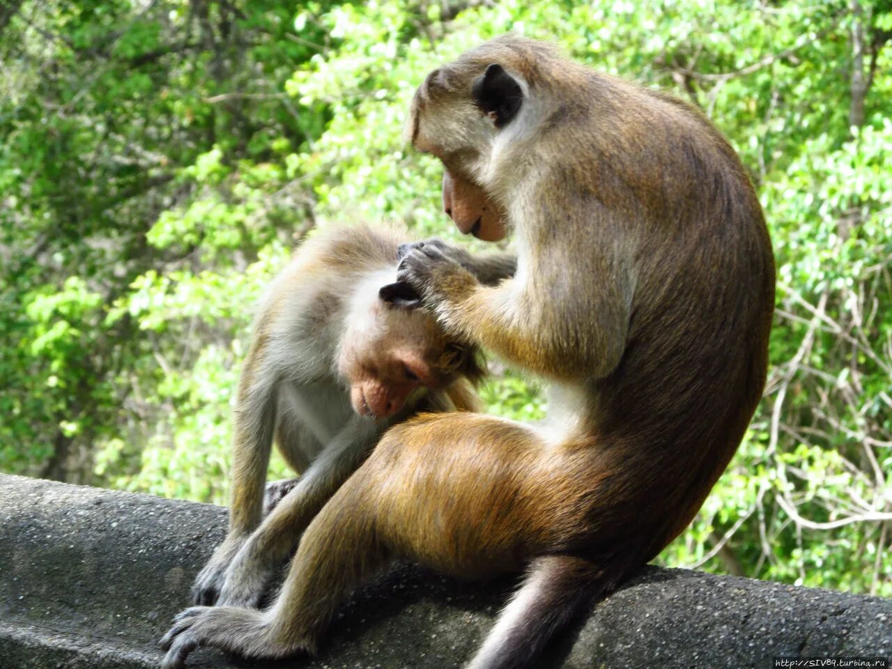 Обезьяны спариваются. Размножение приматов. Жизнь обезьян в дикой природе. Жизнь шимпанзе в дикой природе. Обезьяны дикая жизнь