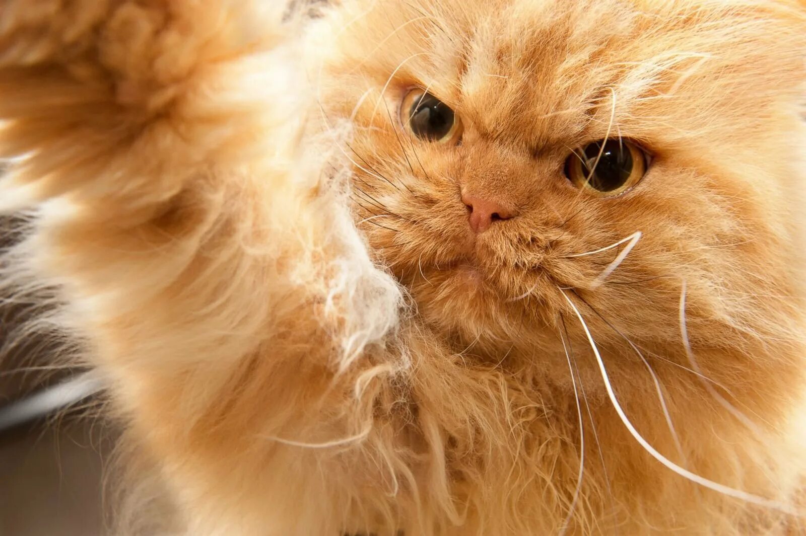 Злой рыжий кот. Персидский кот злой. злые рыжие коты. рыжий персидский кот злой.