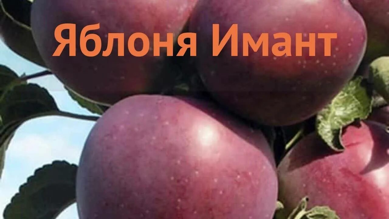 Имант сорт яблок. Яблоня имант. колоновидная яблоня имант. сорт яблони имант. сорт яблок имант.