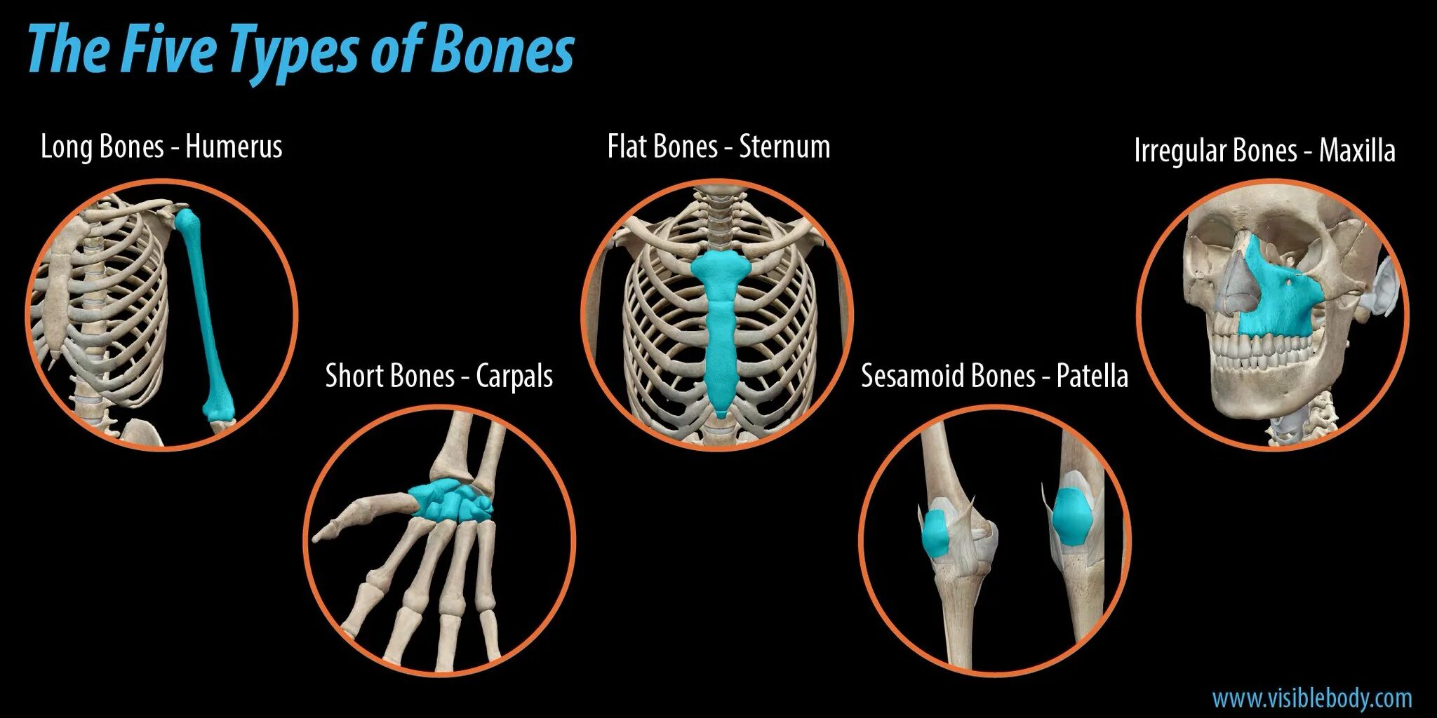 Types of Bones. Bone connection. Flat Bones. Types of Skeleton. Bones osu