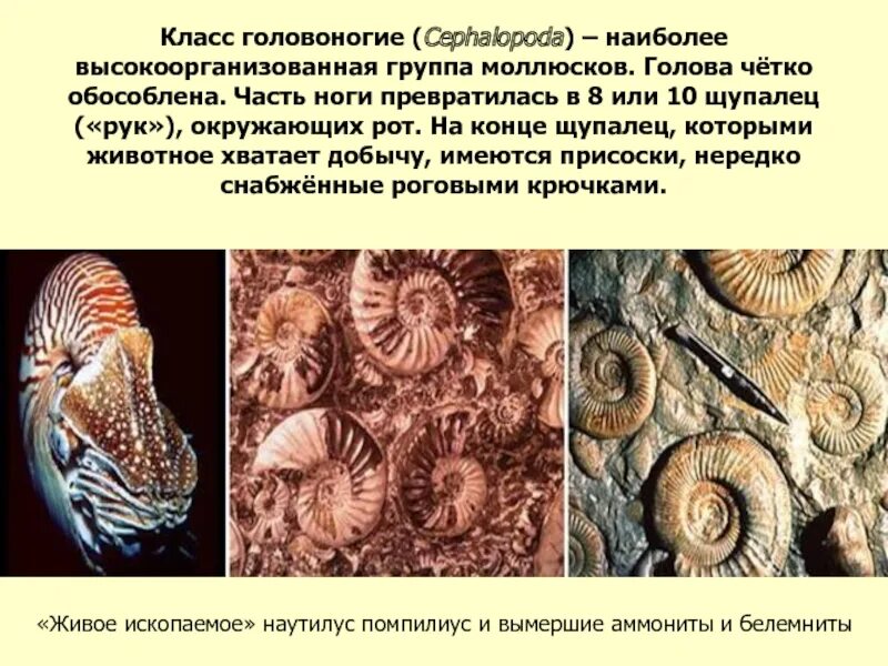 Головоногие черви. Тип головоногие моллюски. головоногие моллюски покровы. класс головоногие моллюски 7 класс биология. головоногие моллюски в жизни человека биология.