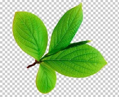 Small leaf