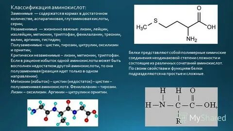Лизин аминокислота свойства и роль в организме