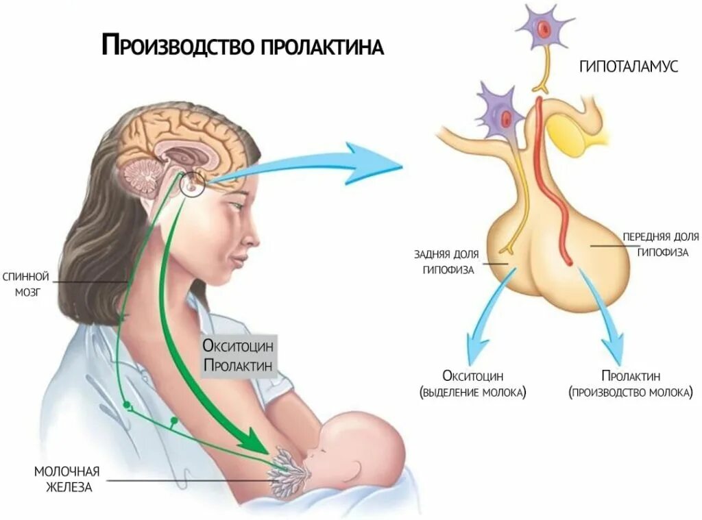 Пролактин график цикла. Лактотропный гормон вырабатывается. Пролактин гормон гипофиза. Пролактин вырабатывается. Какой гормон у девушек