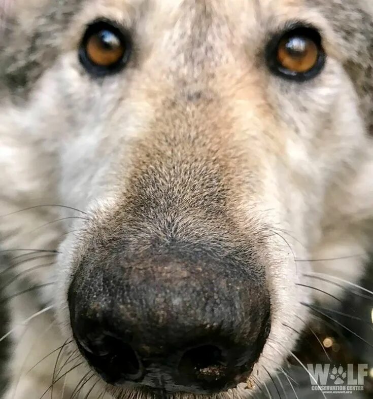 No haga lámpara Deseo wolf nose Arrugas gritar Rudyard Kipling