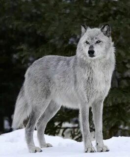 Wolf standing