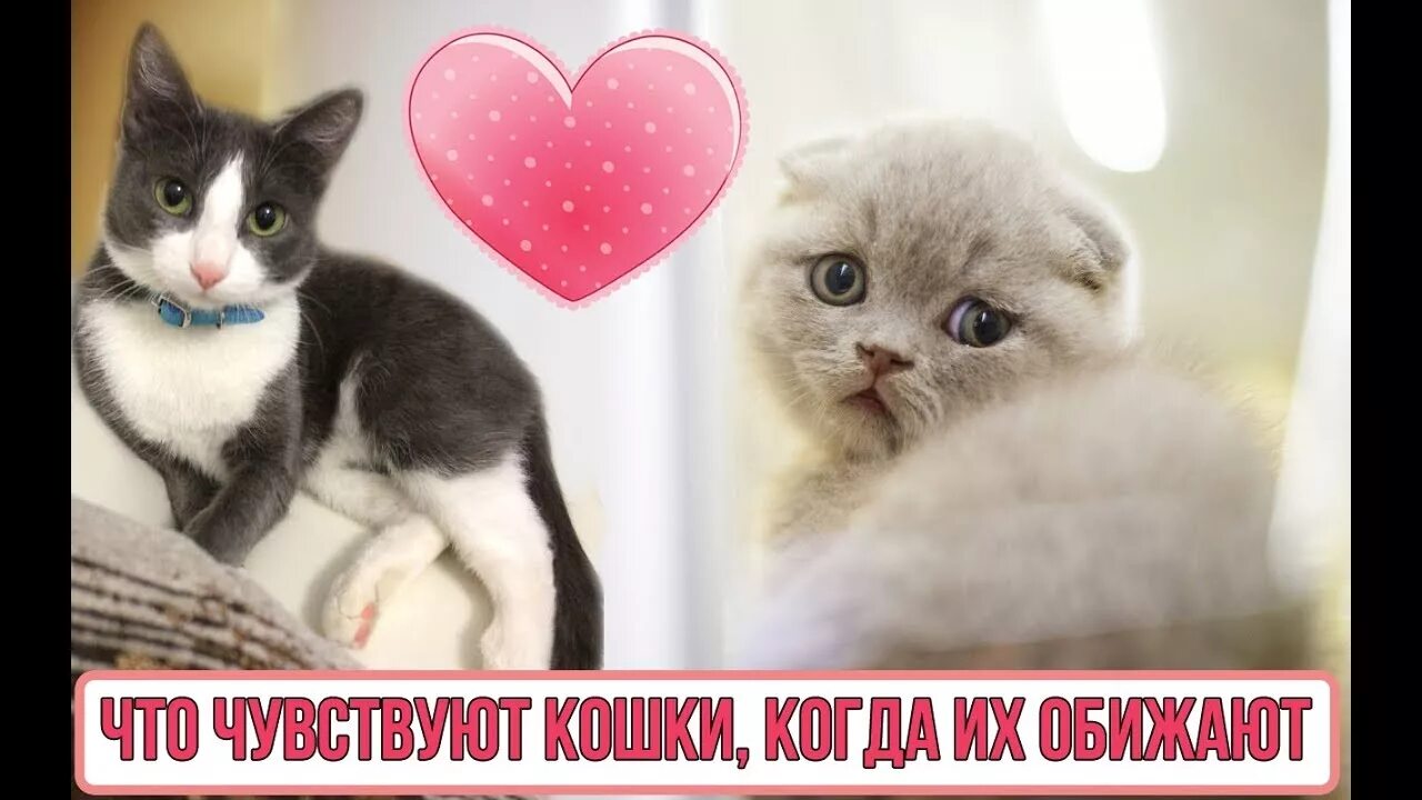 Картинки бездомных животных. Цитаты про бездомных котов. Что чувствует кошка когда ее обижают. Стихи о бездомных животных до слёз. Бездомные животные мы чувствуем.