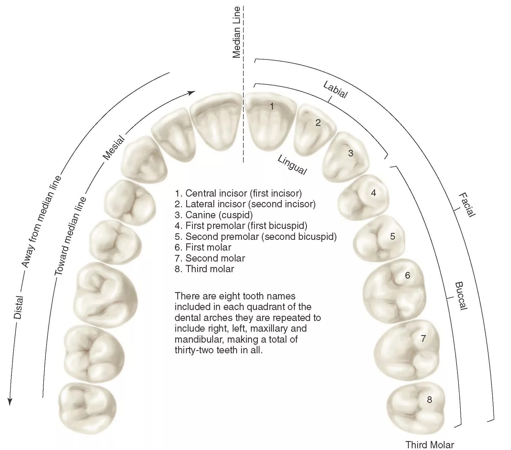 Передние и задние зубы какие. Анатомия зубов для зубных техников. Частная анатомия зубов. Строение жевательных зубов. Анатомия и морфология зубов.