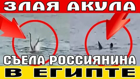 Съели туриста в египте 2023