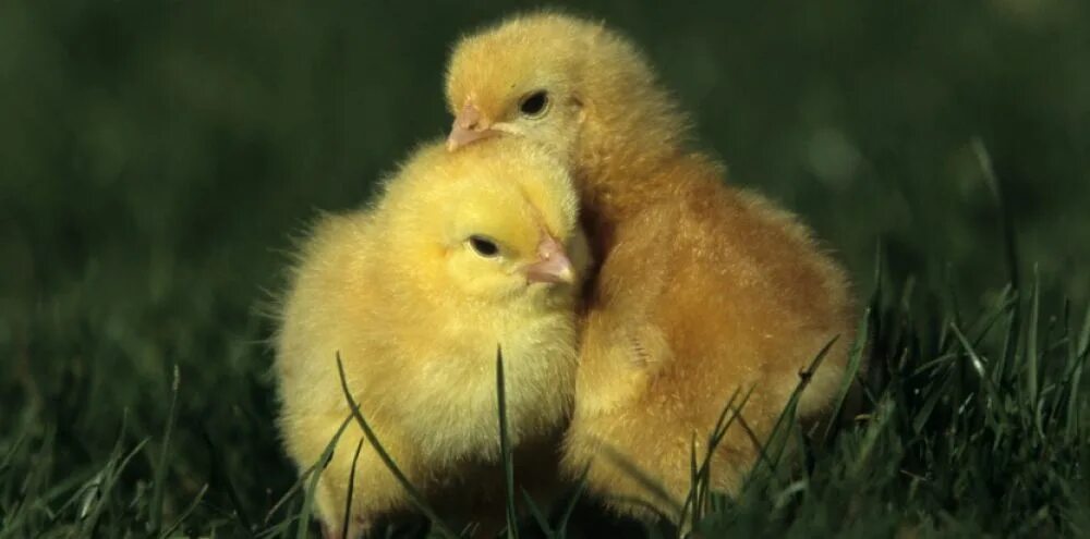 2 chicks. 2 Цыпленка. Цыплята спрятались. Два птенца. Цыпленок прячется.