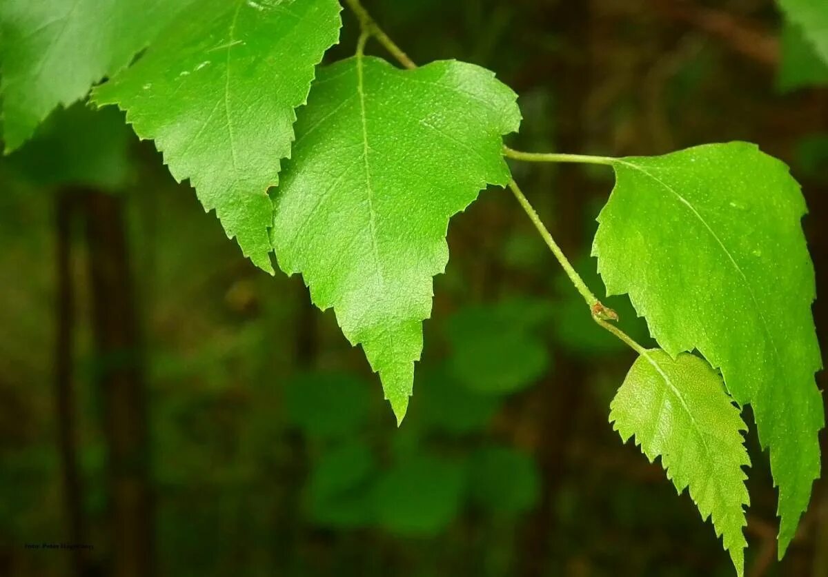 Берёза листья. Betula листья. Листок березы. Березовый лист. Листок березки