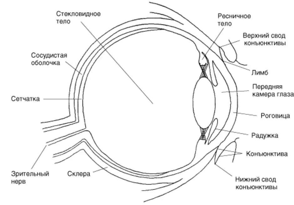 Глаз окружение. Строение глаза человека рисунок. Строение глаза человека биология. Строение глаза человека анатомия рисунок с подписями функции. Схема строения глазного яблока.