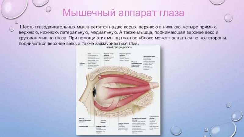 Имеет место крепления глазодвигательных мышц. Глазодвигательные мышцы. Мышцы глазодвигательного аппарата. Глазодвигательные мышцы глаза. Глазодвигательные мышцы глаза функции.