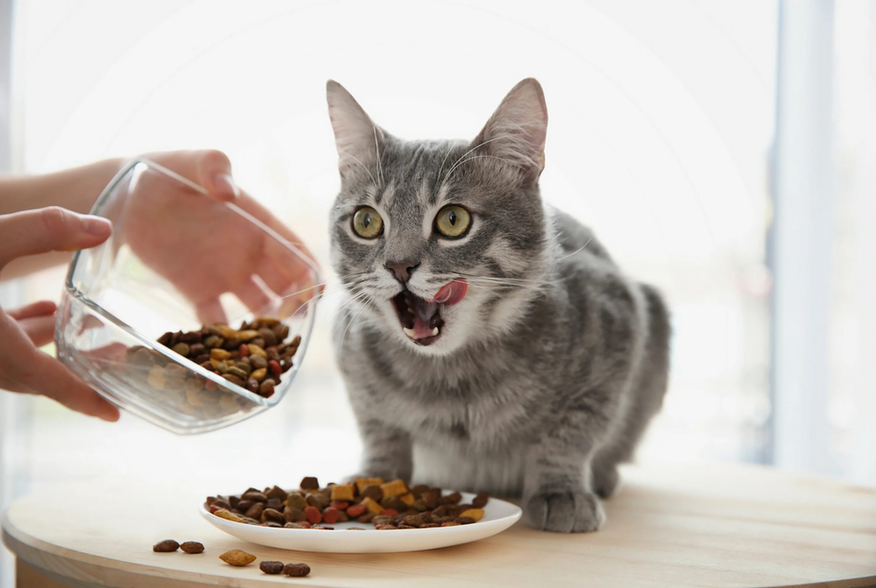 Котик корм. Еда для кошек. кошка кушает. корм для кошек. кошкин корм.
