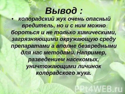 Органы выделения колорадского жука