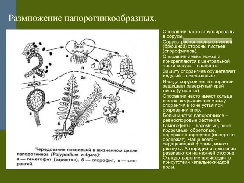 В жизненном цикле есть заросток. Жизненный цикл папоротника схема ЕГЭ. Размножение папоротников схема. Цикл развития папоротника схема ЕГЭ. Спорангий папоротников цикл.