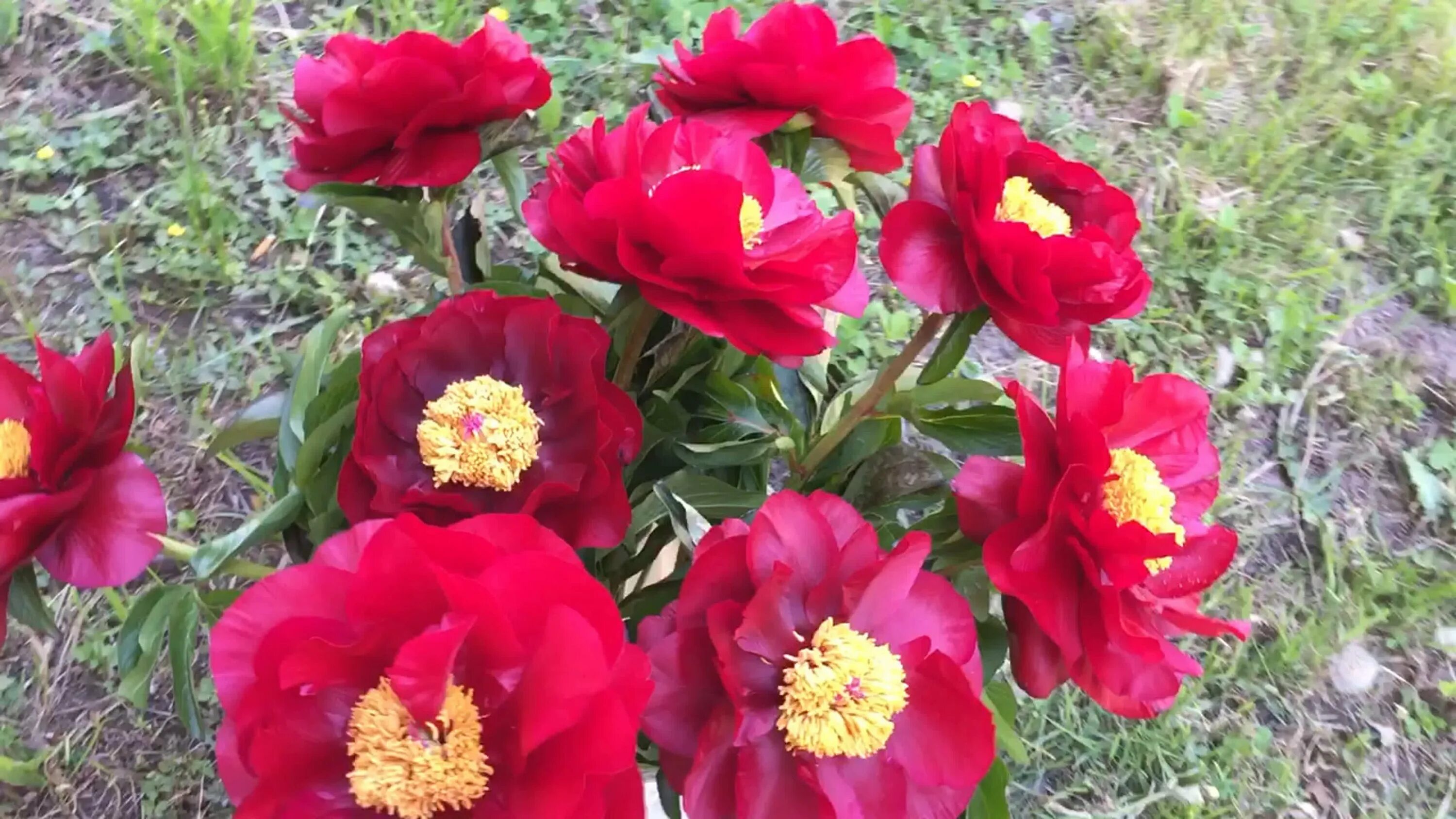 Пион макинак гранд. Mackinac grand. Пионы bartzella mackinac grand. Пион травянистый макинак гранд. Пион макинак гранд.