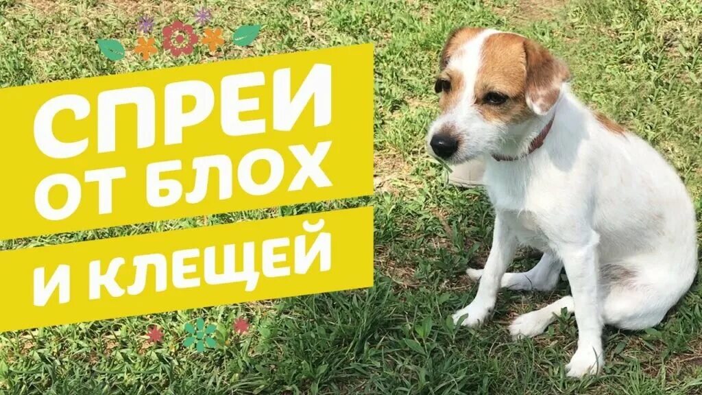 Обработка собак от блох и клещей. Обработка от клещей собак. обработка от блох и клещей щенков. капли от клеща для собак. спрей от клещей для собак.